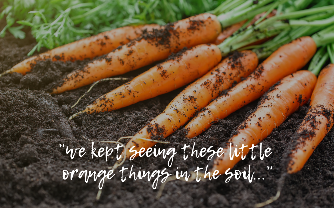 The Flowering Carrots