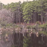 Carolina Sandhills National Wildlife Refuge