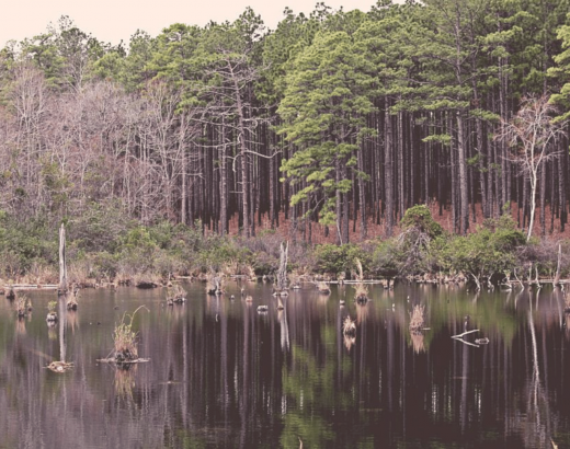 Carolina Sandhills National Wildlife Refuge